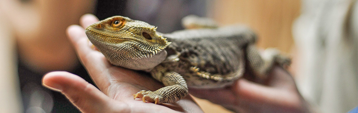 bearded dragon resting in a person's hand