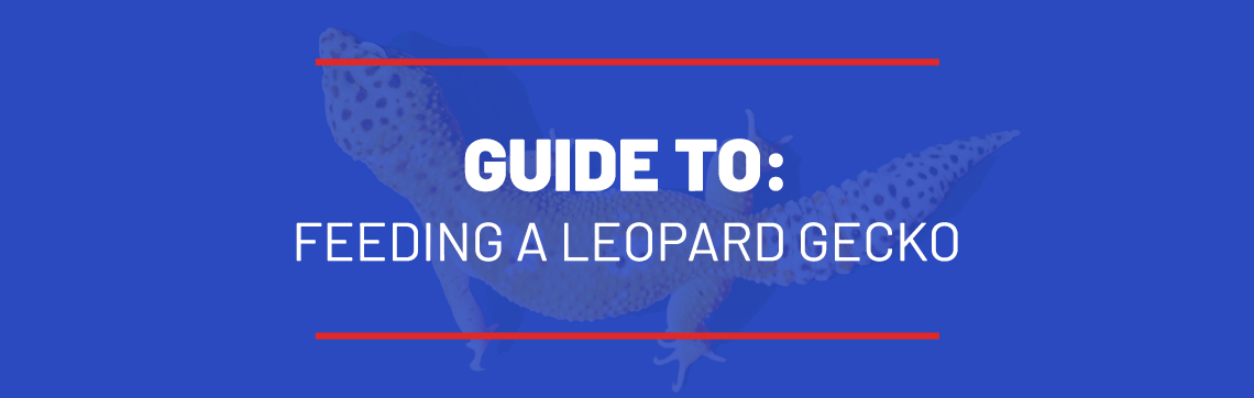 Guide to Feeding a Leopard Gecko