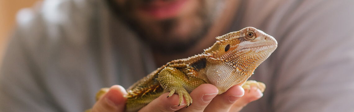 person holding a bearded dragon