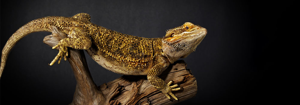 bearded dragon sitting on a log