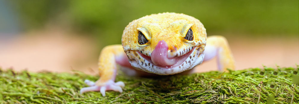 a yellow gecko lizard sticking it's tongue out