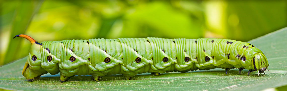 download hornworm