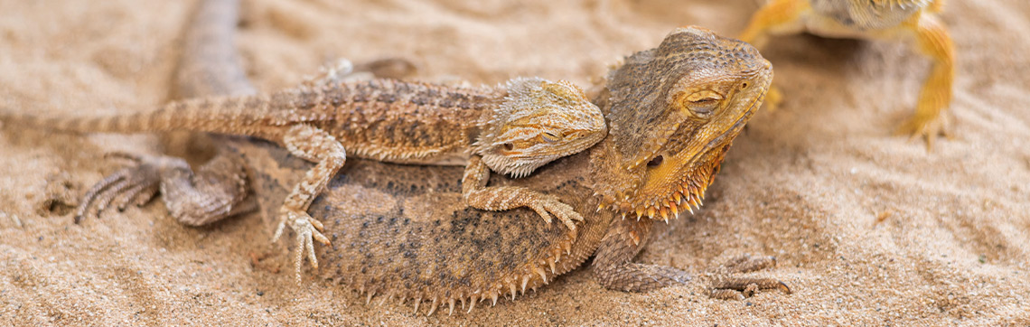 baby bearded dragon on mother's back