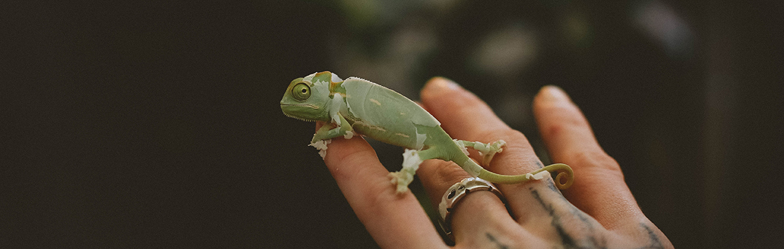 Feeding Baby and Juvenile Chameleons - ABDRAGONS