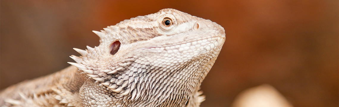 Troubleshooting Humidity Issues in Your Bearded Dragon's Tank - ABDRAGONS