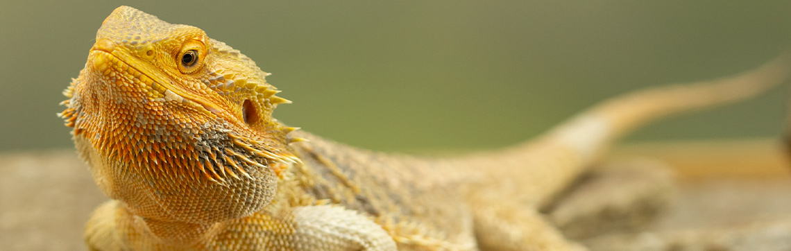 bearded dragon