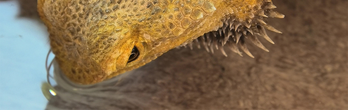 bearded dragon taking a drink