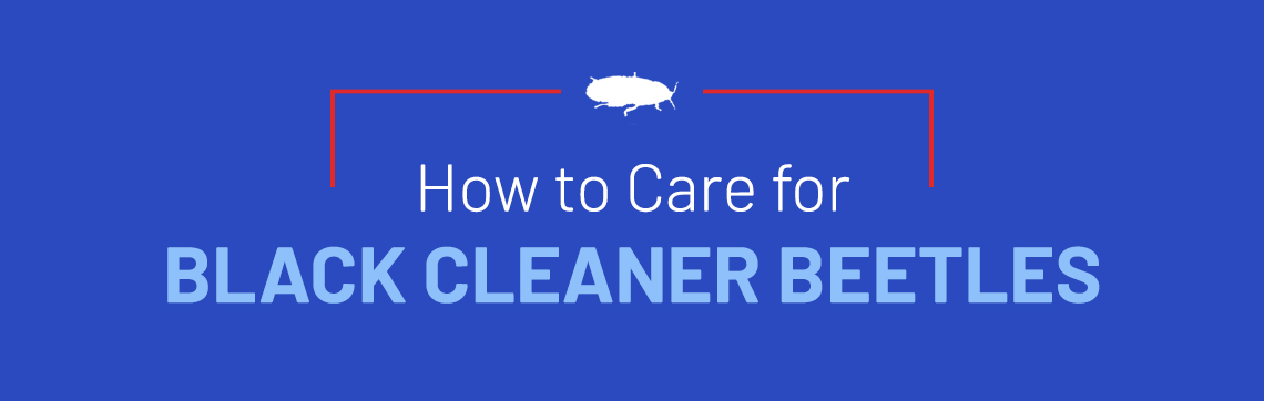 How to Care for Black Cleaner Beetles