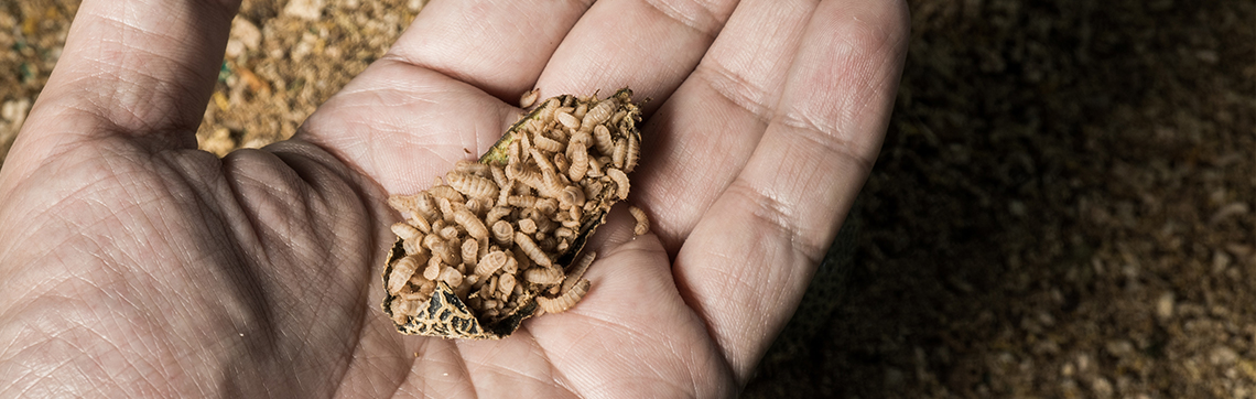 a man's hand holding a clump of larvae