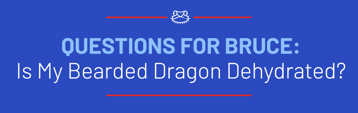Questions for Bruce: Is My Bearded Dragon Dehydrated?