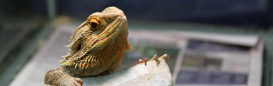 Bearded Dragon in Brumation