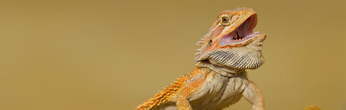 Bearded Dragon Care  Animal Health Topics / School of Veterinary Medicine