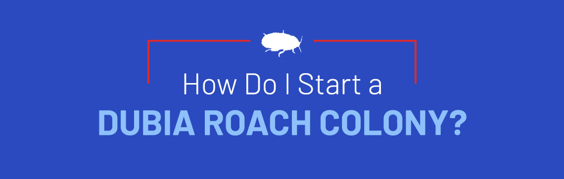 How do I start a dubia roach colony?
