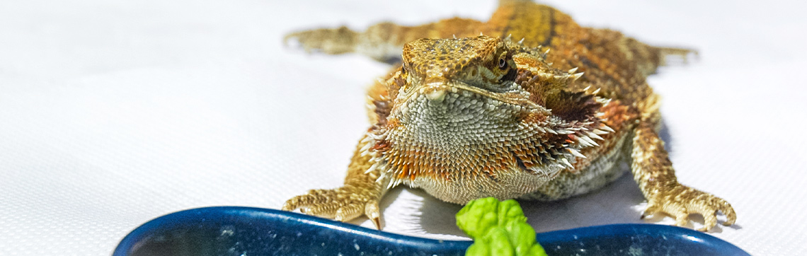 Bearded dragon with bowl of lettuce