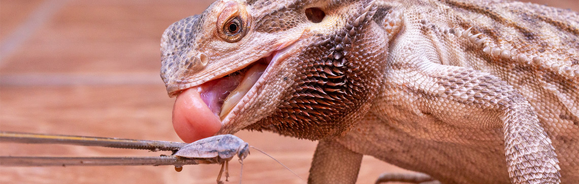 bearded dragon eating insect