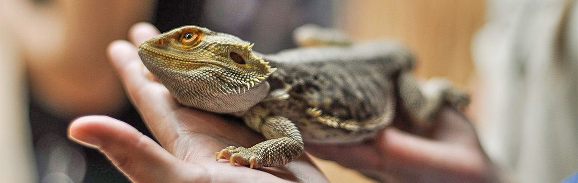 Lizard care best sale for beginners