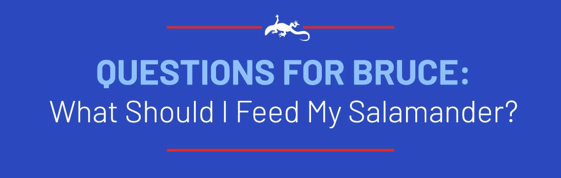 Questions for Bruce: What Should I Feed My Salamander?
