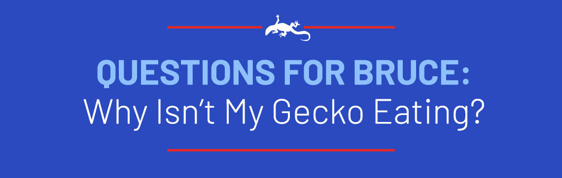 Questions for Bruce: Why Isn’t My Gecko Eating?