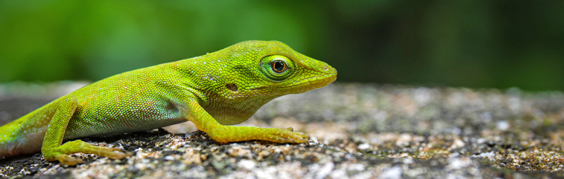 green anole