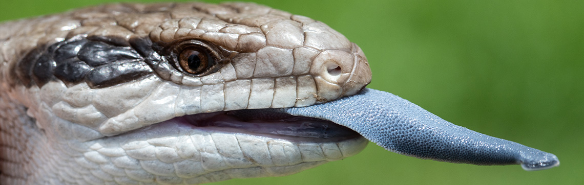 Blue-Tongued Skink