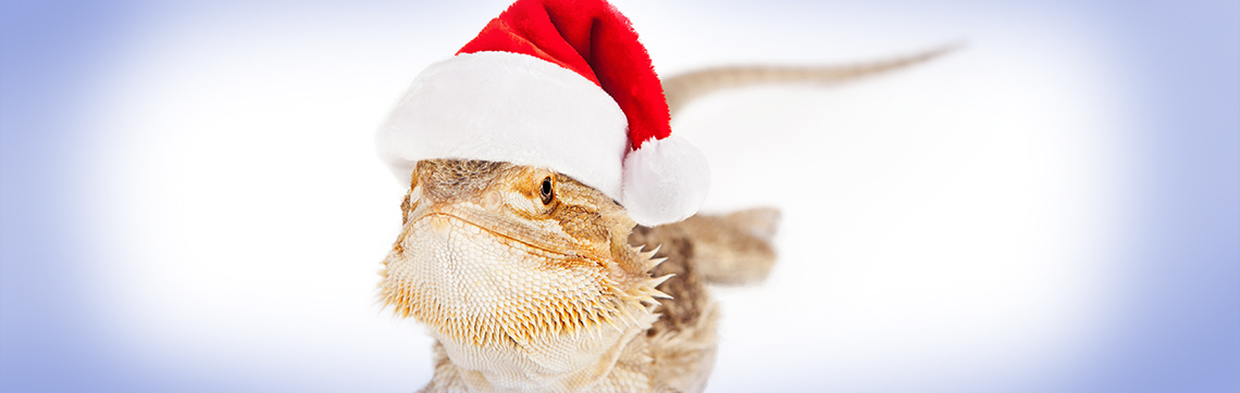 bearded dragon wearing Santa hat
