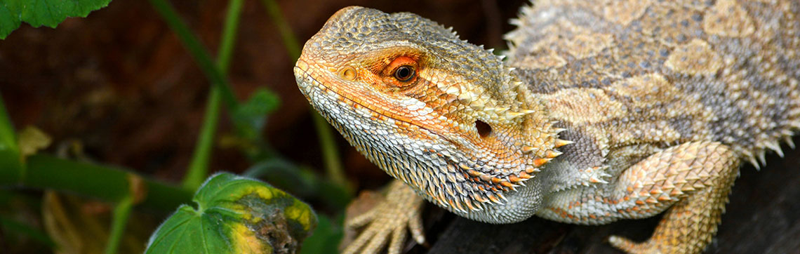 Reasons Why Your Bearded Dragon Isn’t Eating
