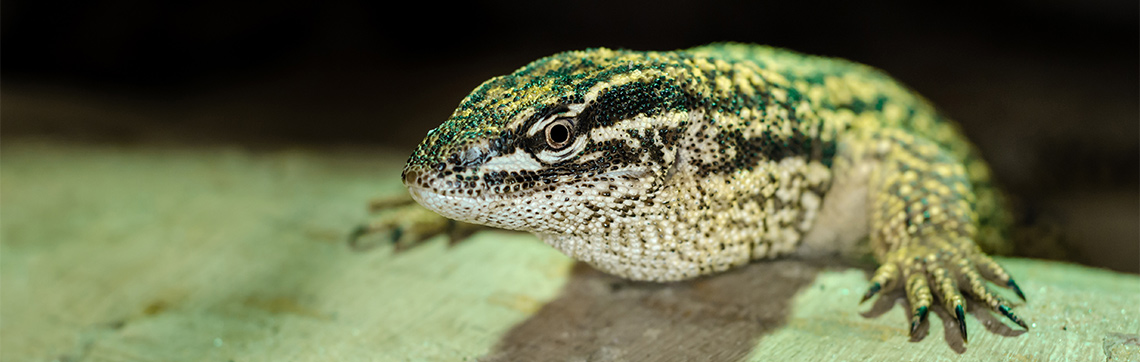 Spiny-Tailed (Ackies) Monitor