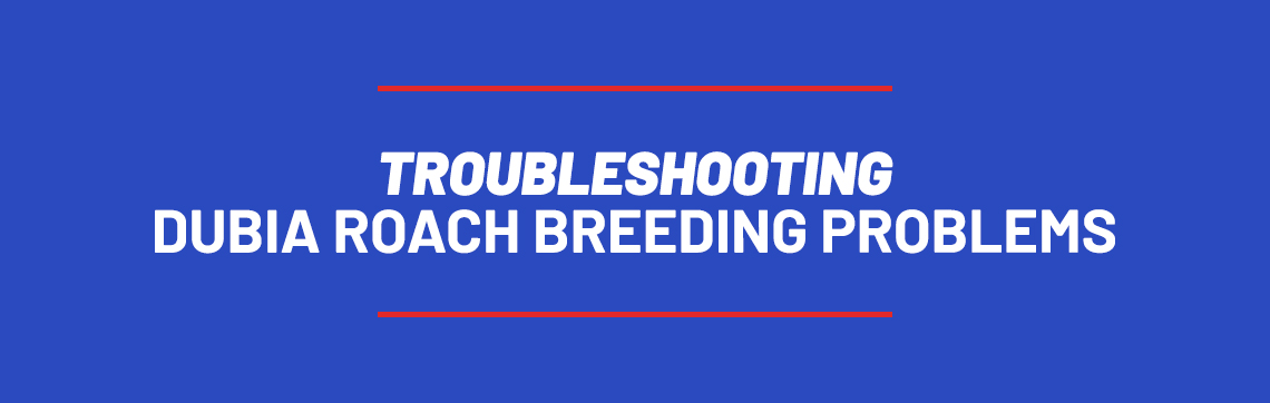 Troubleshooting Dubia Roach Breeding Problems