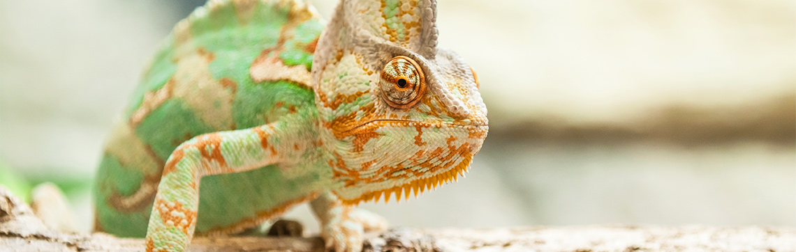 Veiled Chameleon