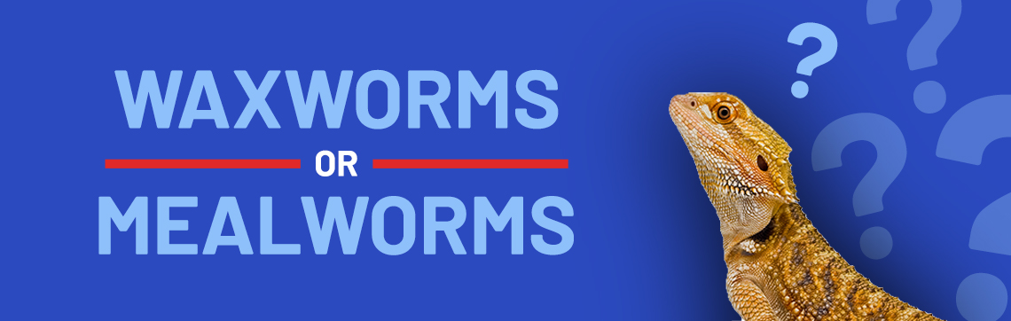 Waxworms or Mealworms