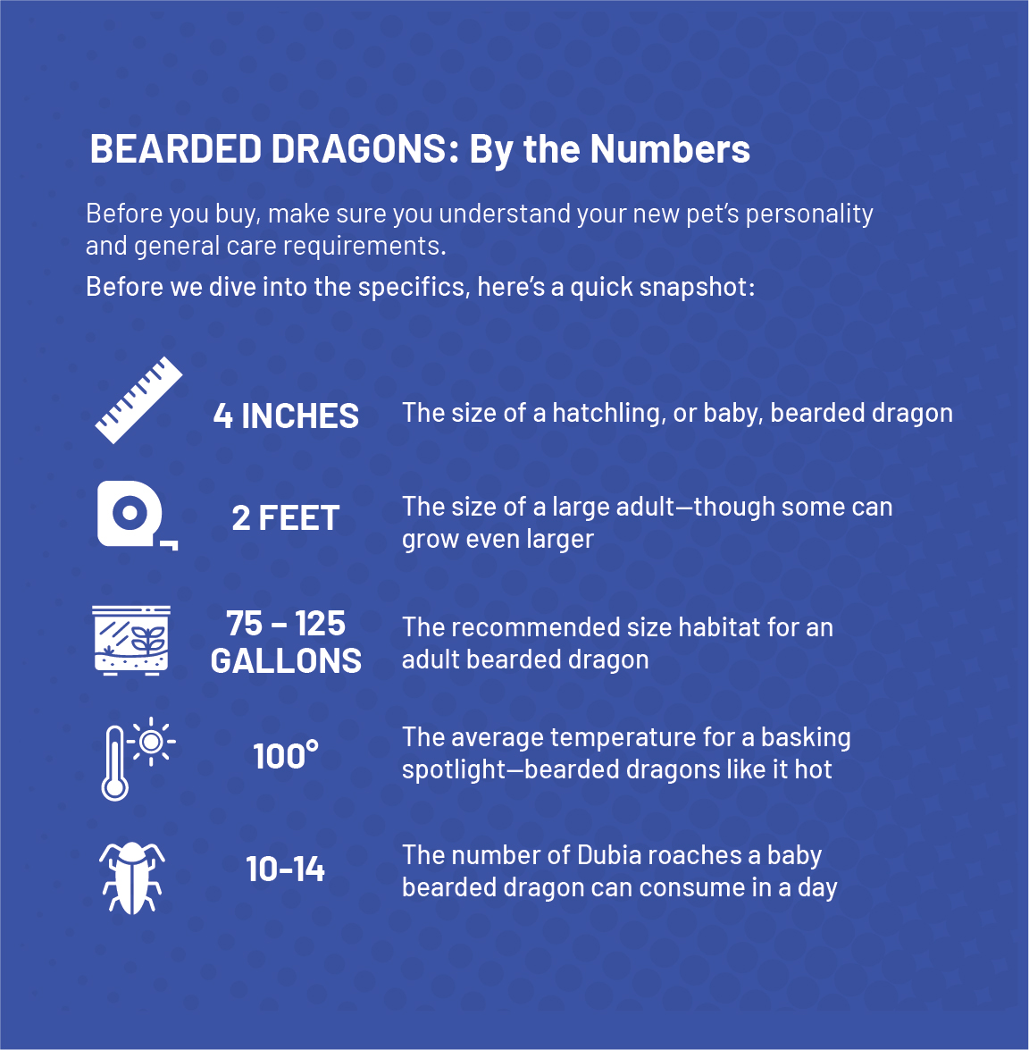 Bearded Dragon Care Sheet