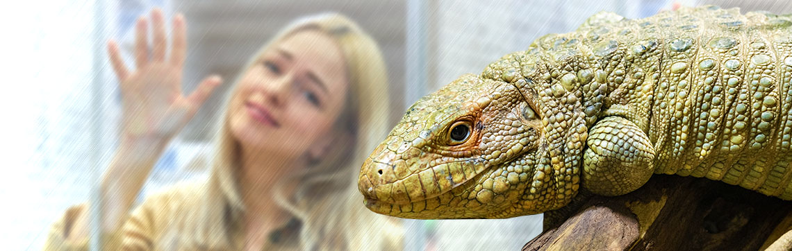 Woman Looking At Caiman Lizard