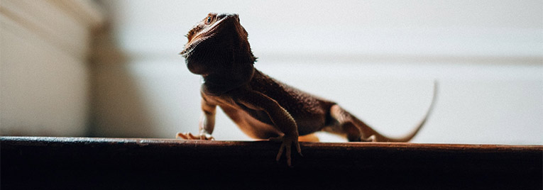 a bearded dragon on a staircase 
