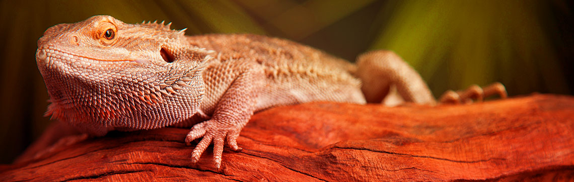 Bearded Dragon On Branch