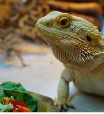 Bearded Dragon Care 101