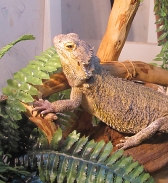 Exotic Animal Spotlight - Bearded Dragons as Pets - Dragon Care