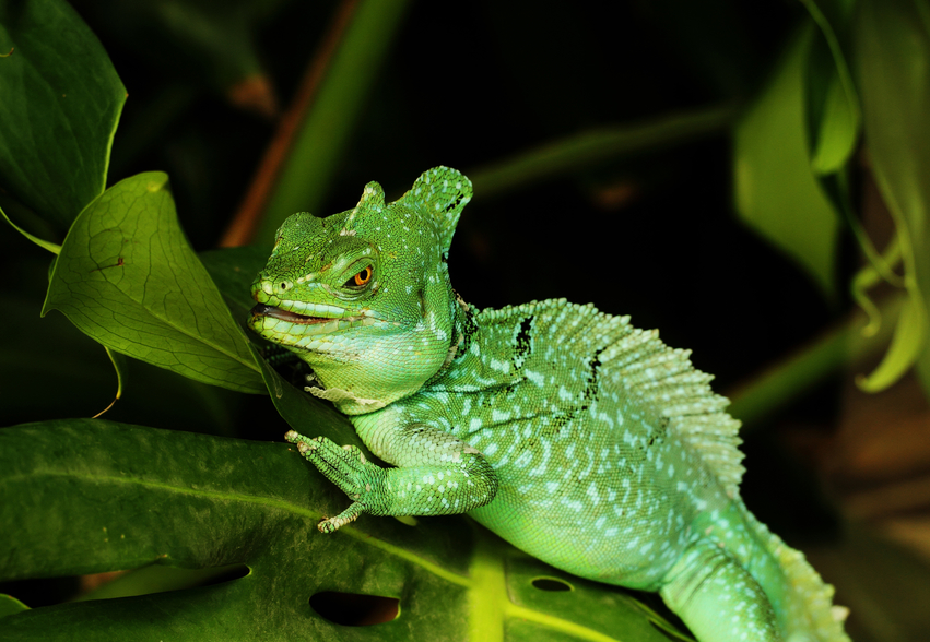 green basilisk lizard coloring page