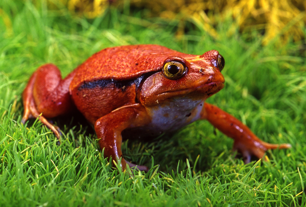 Tomato Frog Care