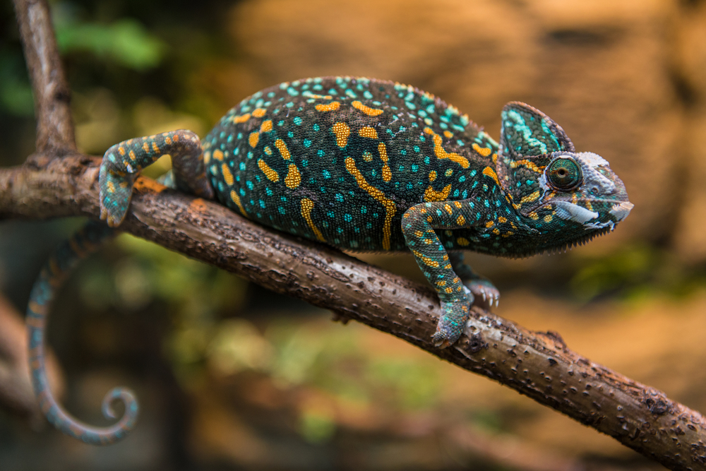 How To Take Care Of A Veiled Chameleon