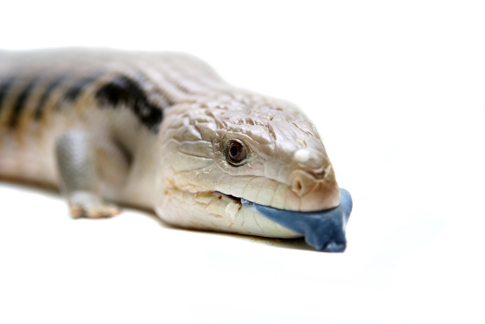 Blue tongue skink clearance supplies