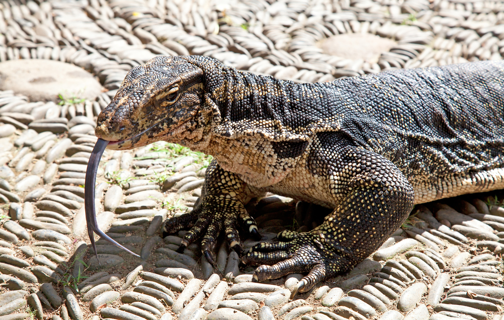 asian water monitor lizard pet