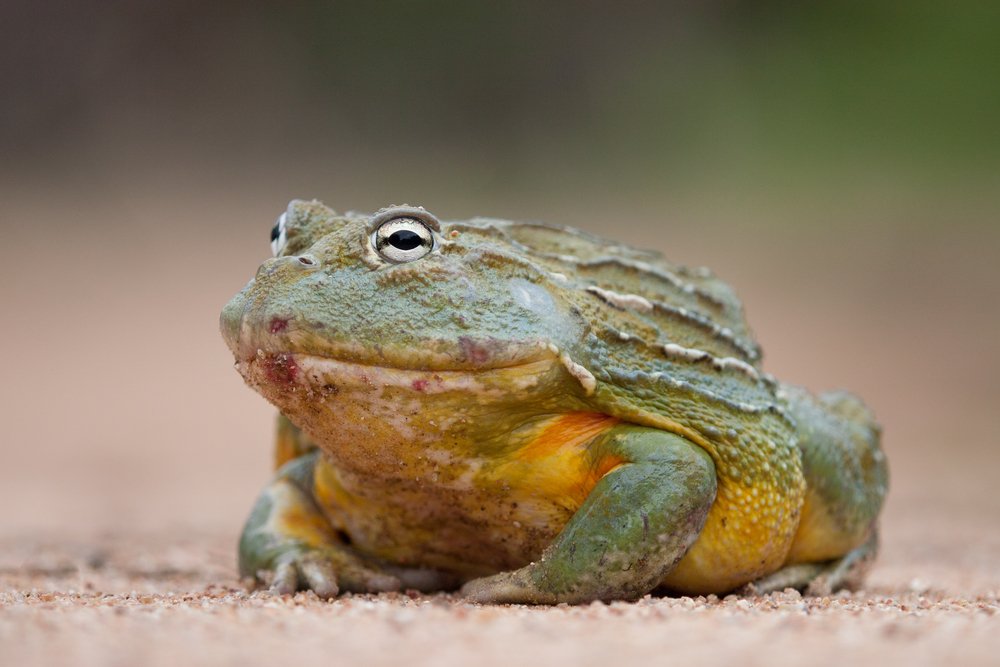 Amphibians Bullfrogs Live - Live Vertebrates