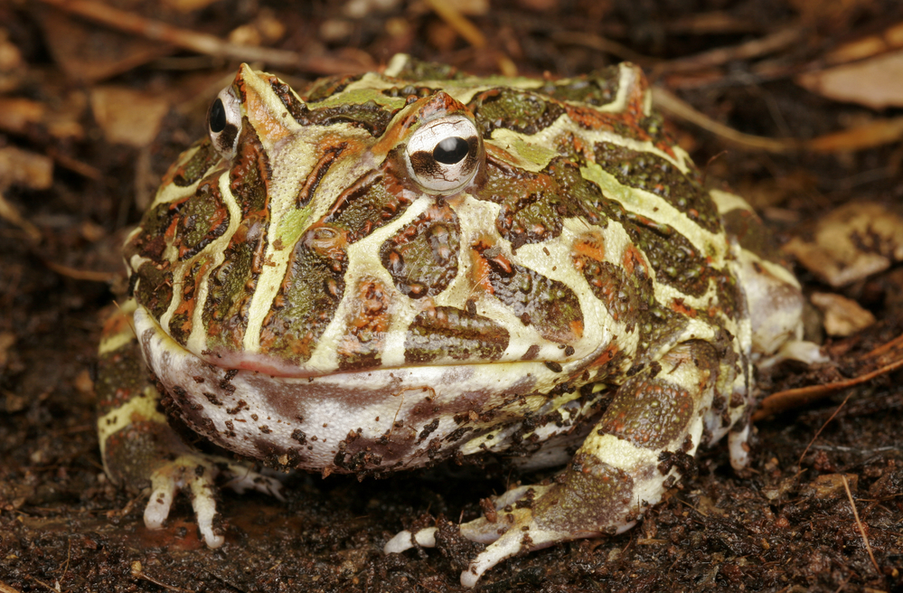 camo pacman frog