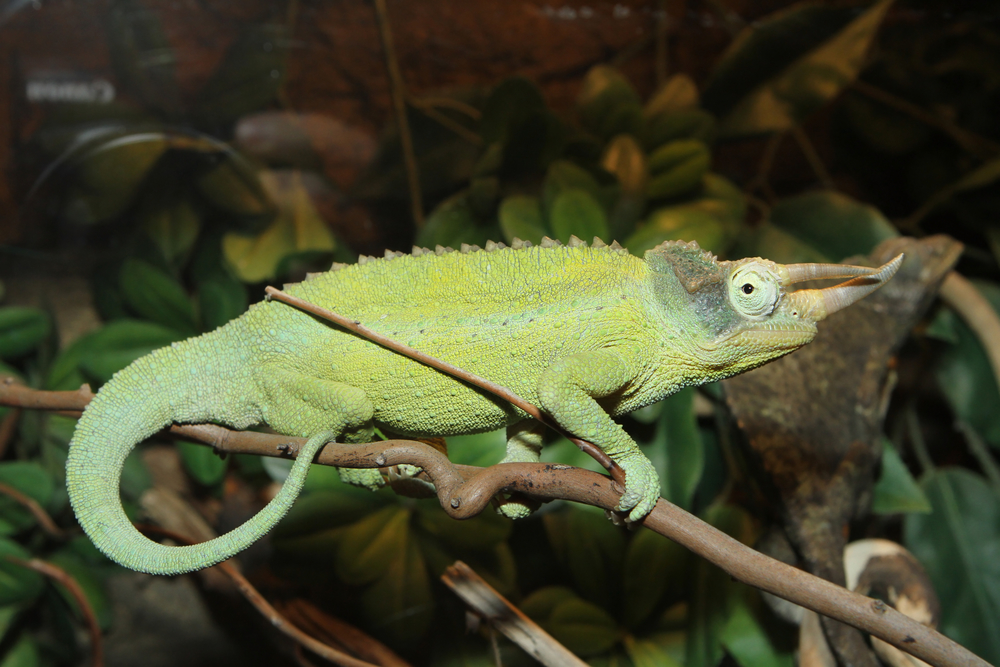 Jackson's Chameleon