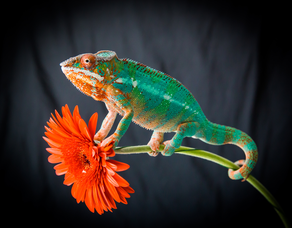 How to Care for Your Panther Chameleons - ABDRAGONS