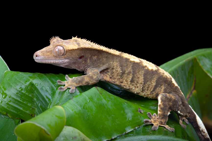 Humidifier for outlet crested gecko