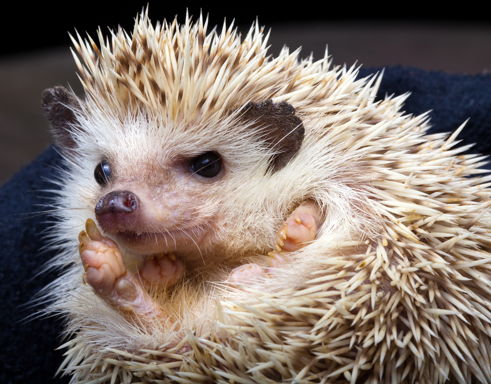 African pygmy hedgehog clearance accessories