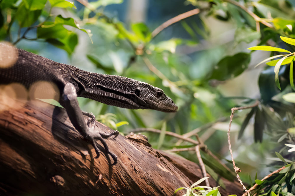 Black Tree Monitor Maintenance and Care - ABDRAGONS