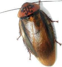 Dubia Cockroach Alt 50+ Orange Head Roaches Orangeheads. Free Orange Isopods 