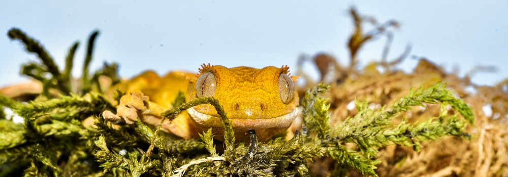 Crested Gecko Sitting on Branch